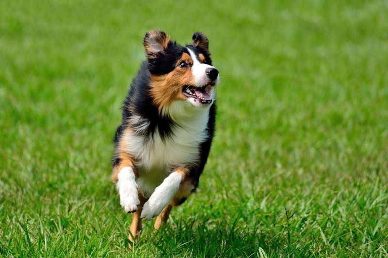 CBD-for-Dogs-Auburn-WA