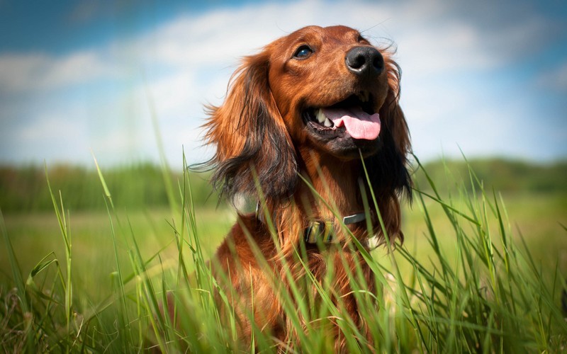 CBD-for-Dogs-Gig-Harbor-WA