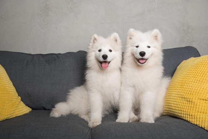 CBD-for-Pets-Auburn-WA