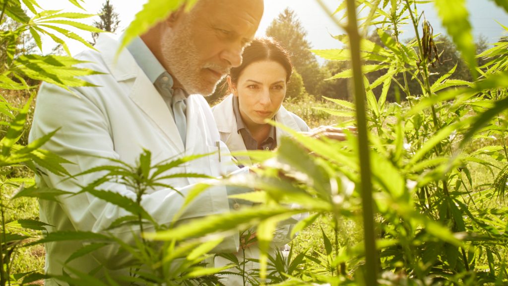 Researchers studying cannabis plants to learn more about CBD for stress.