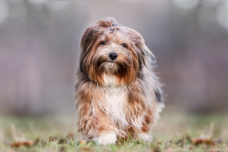 CBD-for-Pets-Everett-WA